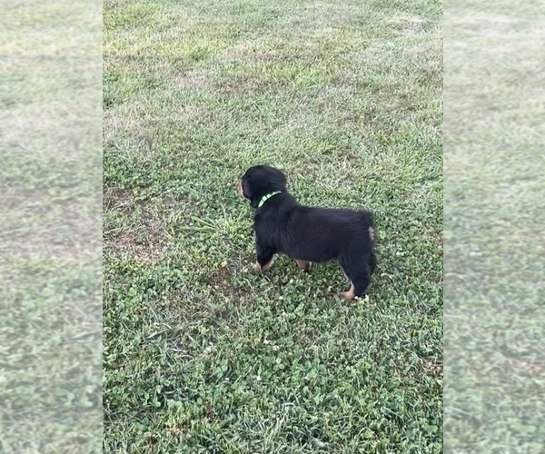 Medium Photo #14 Rottweiler Puppy For Sale in BULLS GAP, TN, USA