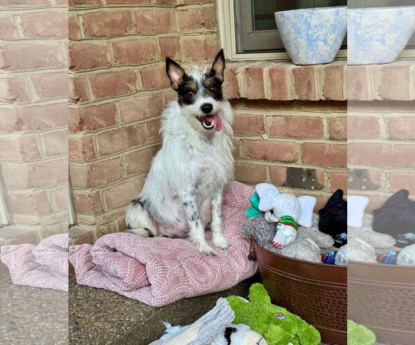 Medium Photo #3 Mutt Puppy For Sale in Germantown, OH, USA