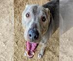Small #5 Labrador Retriever Mix