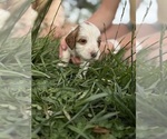 Small Photo #49 Goldendoodle (Miniature) Puppy For Sale in FREDERICA, DE, USA