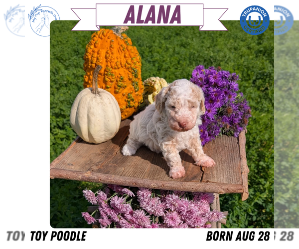 Medium Photo #44 Poodle (Toy) Puppy For Sale in GOSHEN, IN, USA