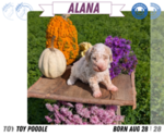 Small #12 Poodle (Toy)