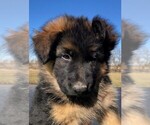 Small Photo #12 German Shepherd Dog Puppy For Sale in SOMERVILLE, OH, USA