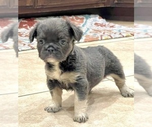 French Bulldog Puppy for sale in CHARLOTTE, NC, USA