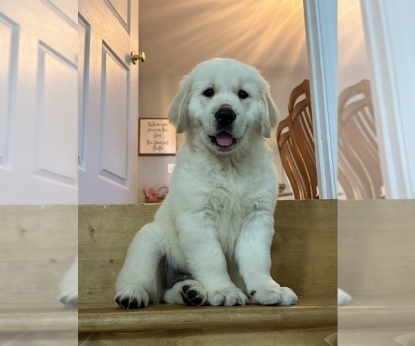 Medium Photo #11 English Cream Golden Retriever Puppy For Sale in DAWSONVILLE, GA, USA