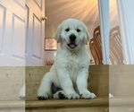 Small #3 English Cream Golden Retriever