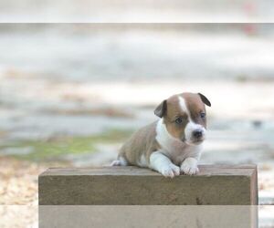 Australian Shepherd-Jack Russell Terrier Mix Puppy for sale in ORRVILLE, OH, USA