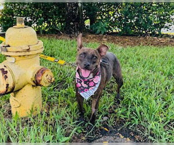 Medium Photo #4 Mutt Puppy For Sale in Naples, FL, USA