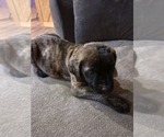 Small #3 Mastiff