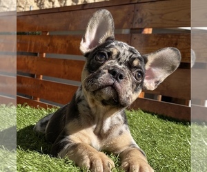 French Bulldog Puppy for sale in MIAMI, FL, USA