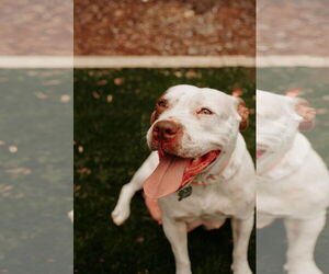 Juno - Female American Staffordshire Terrier-Unknown Mix Dog for Adoption - Photo #13