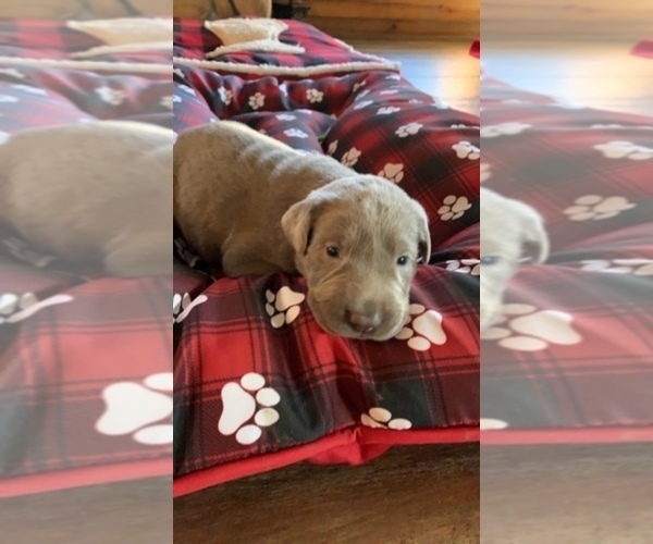 Medium Photo #18 Labrador Retriever Puppy For Sale in LEASBURG, MO, USA