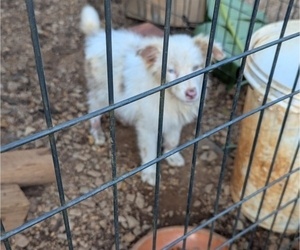 Miniature Australian Shepherd Dog for Adoption in ADAIRSVILLE, Georgia USA