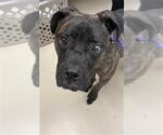 TINA - Female Mutt Dog for Adoption - Small photo