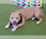 Small #1 American Bulldog Mix