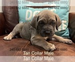 Puppy Tan Collar Male Cane Corso