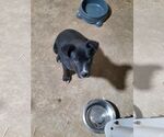 Small #1 Boxer-Feist Terrier Mix