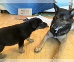 Small Photo #41 German Shepherd Dog Puppy For Sale in UNIVERSITY PL, WA, USA