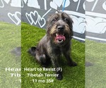 Small #3 Tibetan Terrier Mix