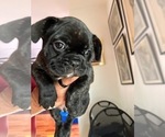 Puppy Junior French Bulldog