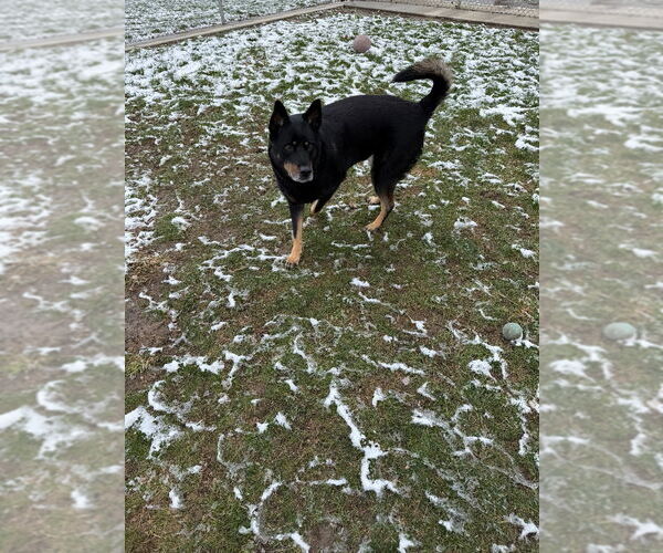 Medium Photo #4 Mutt Puppy For Sale in Pierceton , IN, USA