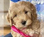 Small Goldendoodle (Miniature)