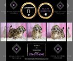 Small Photo #37 Yorkipoo Puppy For Sale in WARSAW, IN, USA
