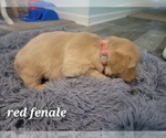 Small Photo #3 Golden Retriever Puppy For Sale in BENTON, IL, USA