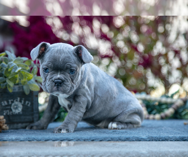 Medium Photo #1 Faux Frenchbo Bulldog Puppy For Sale in SHREVE, OH, USA