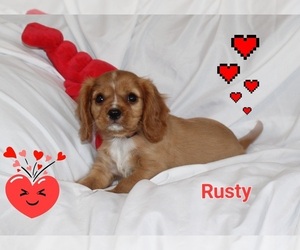Cavalier King Charles Spaniel Puppy for sale in BROOKSVILLE, FL, USA