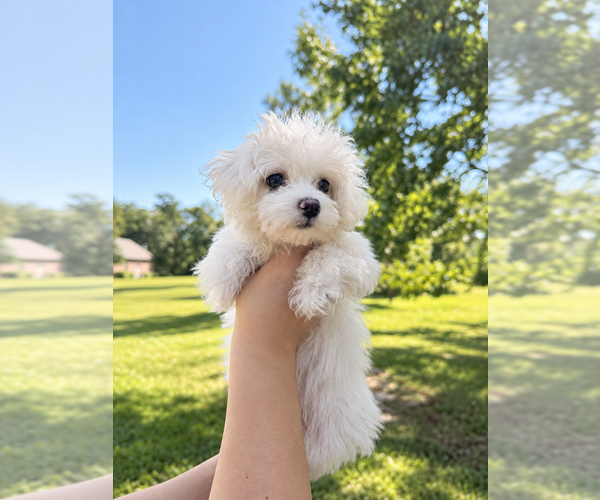 Medium Photo #3 Maltese Puppy For Sale in BRANDON, MS, USA