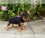 Small #2 Yorkshire Terrier