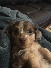 Dachshund Puppy for sale in FORT THOMAS, KY, USA