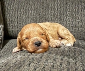 Cavapoo Puppy for sale in JEFFERSONVILLE, IN, USA