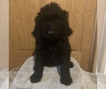 Puppy 6 Goldendoodle