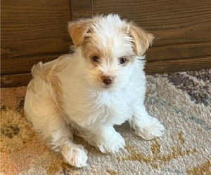 Yorkshire Terrier Puppy for sale in AUSTIN, TX, USA
