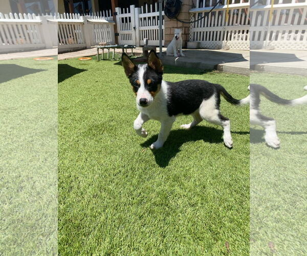 Medium Photo #2 Australian Shepherd-Unknown Mix Puppy For Sale in La Verne, CA, USA