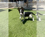 Small #1 Australian Shepherd Mix