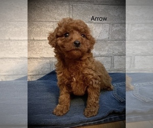 Cavapoo Puppy for sale in SHILOH, OH, USA