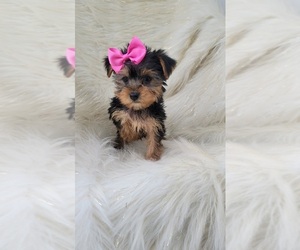 Yorkshire Terrier Puppy for sale in INDIANAPOLIS, IN, USA
