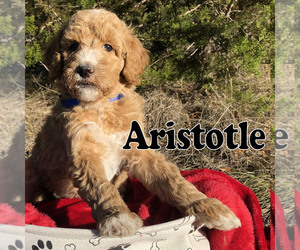 Goldendoodle Puppy for sale in UTOPIA, TX, USA