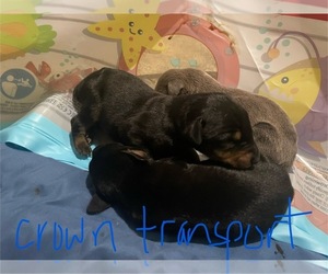 Doberman Pinscher Puppy for sale in GOOSE CREEK, SC, USA