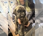 Small #15 Cane Corso-Saint Bernard Mix
