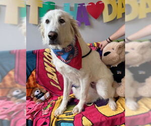 Maremma Sheepdog-Unknown Mix Dogs for adoption in Warrenton, VA, USA