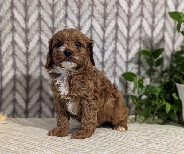 Medium Photo #15 Cavapoo (Miniature) Puppy For Sale in GOSHEN, IN, USA
