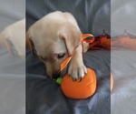 Small Photo #2 Labrador Retriever Puppy For Sale in CARROLLTON, GA, USA