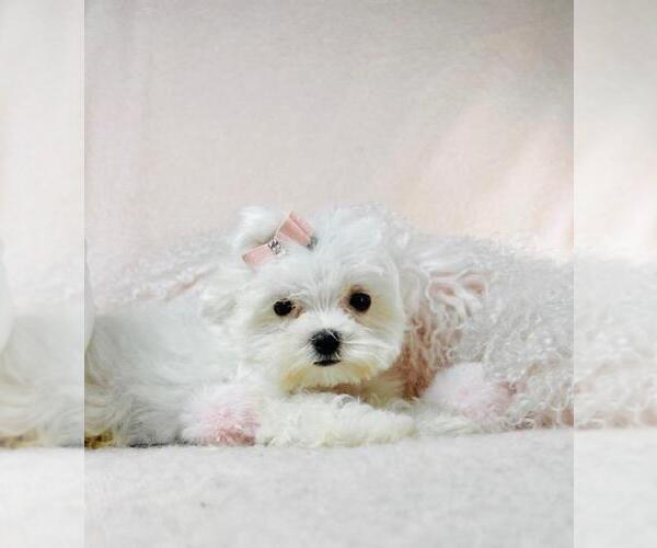 Medium Photo #16 Maltese Puppy For Sale in PEMBROKE PINES, FL, USA