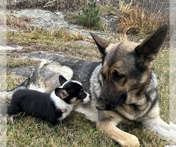 Medium Photo #23 German Shepherd Dog Puppy For Sale in PERKINSVILLE, VT, USA