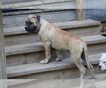 Litter of 5 - Male(s) and Female(s) American BulldogLitter of Puppies for Sale - Photo #3