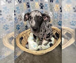Bluetick Coonhound Dogs for adoption in Rosenberg, TX, USA